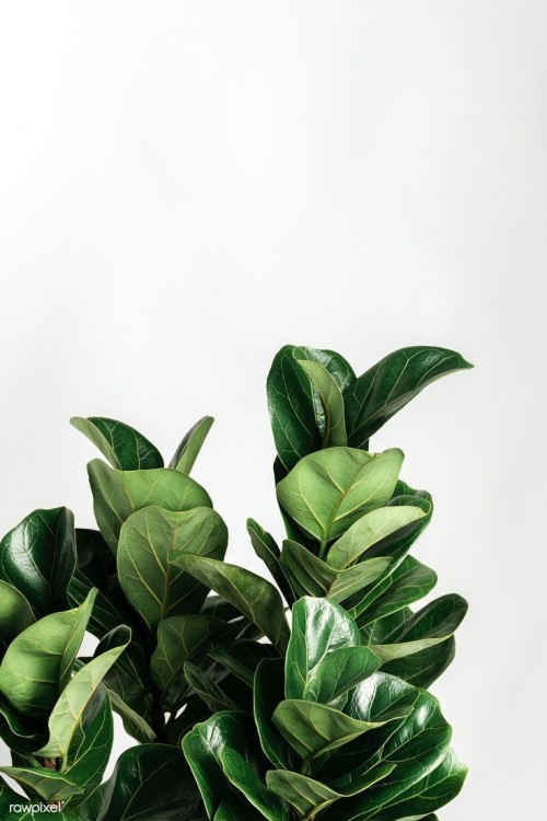 Lush Indoor Houseplant Oasis Photography