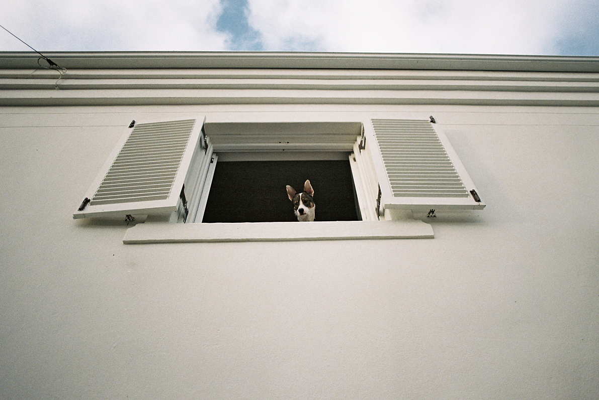 Terrier Dog At Open Window Portrait