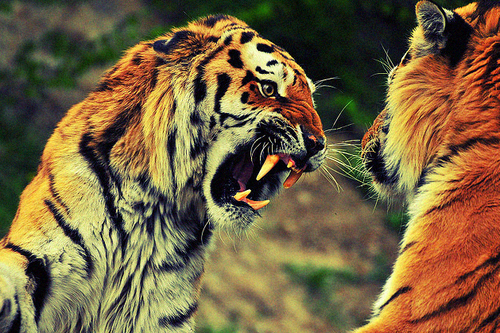 Lush Green Jungle Landscape Photography