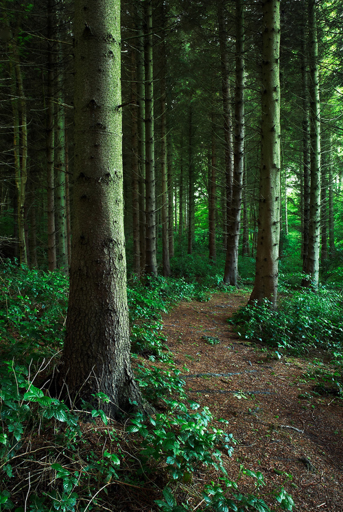 Emerald Forest Trail Landscape Photography
