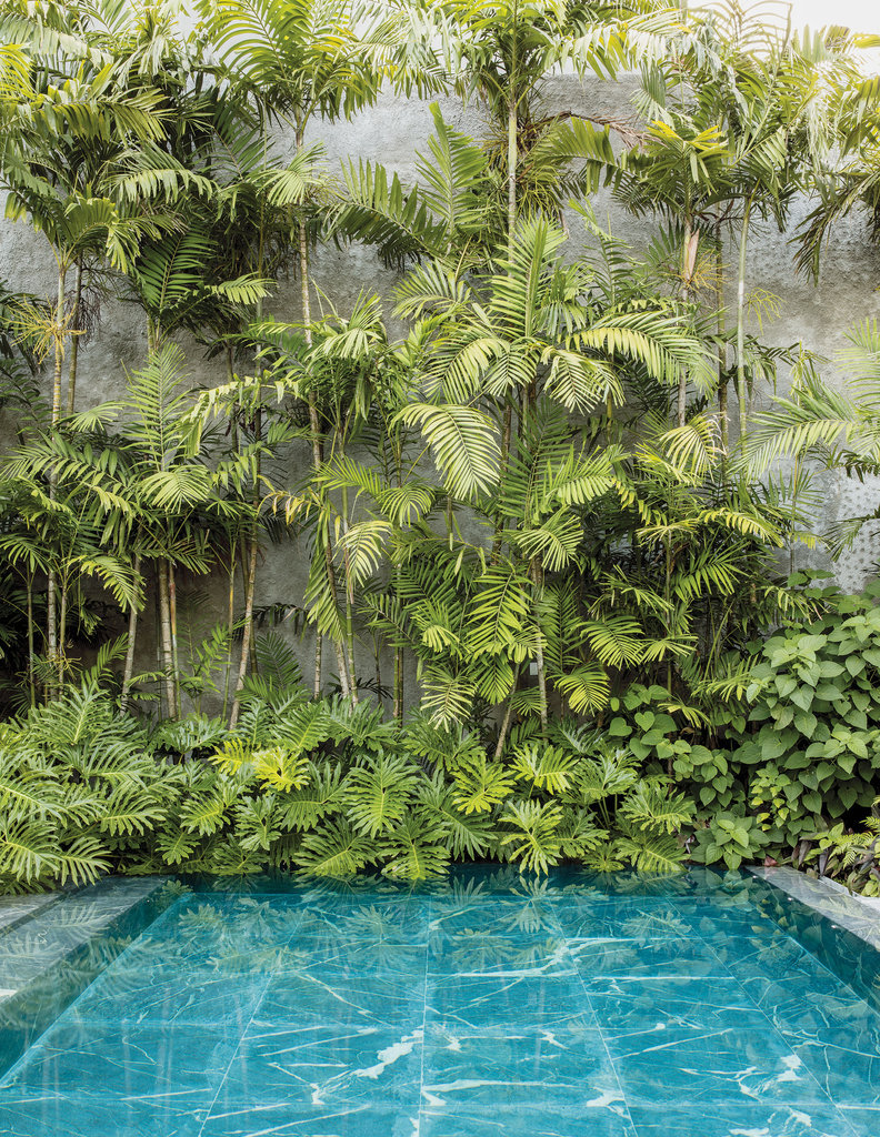 Lush Tropical Palm Garden Landscape
