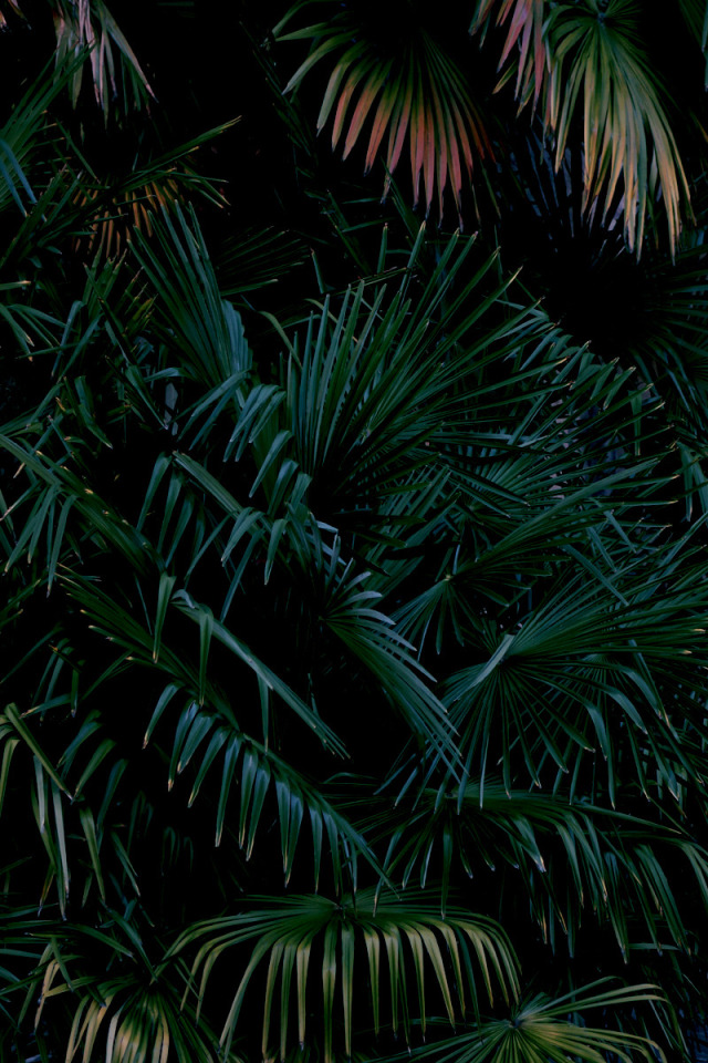 Tropical Green Palm Leaves Dark Foliage