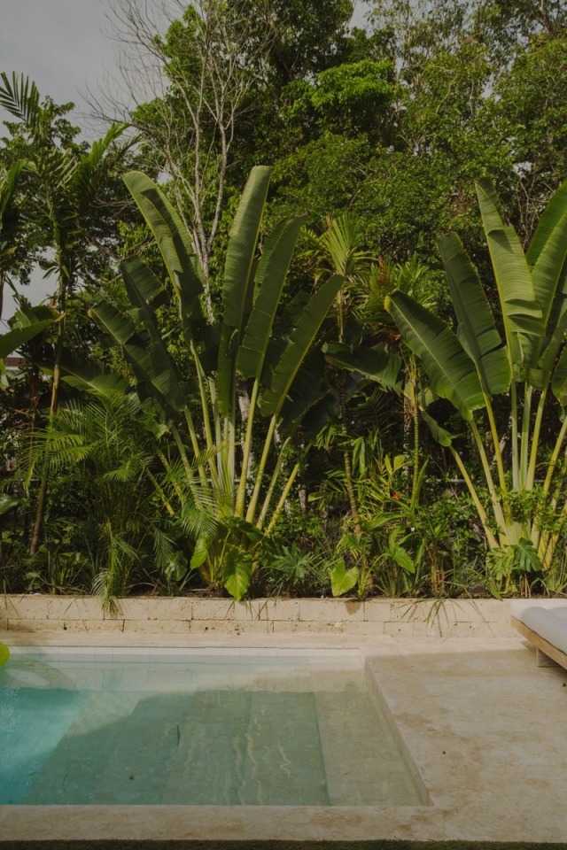 Tropical Lush Green Foliage Swimming Pool