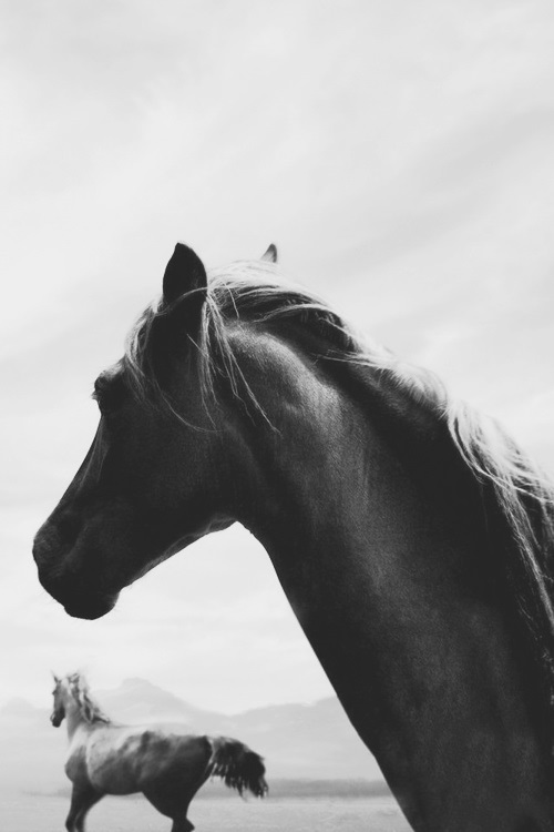 Wild Horses Roaming Natural Landscape Aerial View
