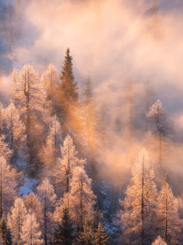 Frost Covered Conifer Trees Golden Morning Mist Winter Forest