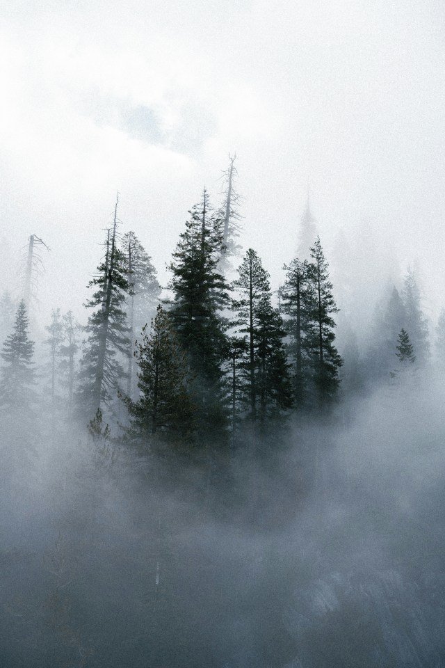 Evergreen Pine Trees Thick Fog Misty Forest