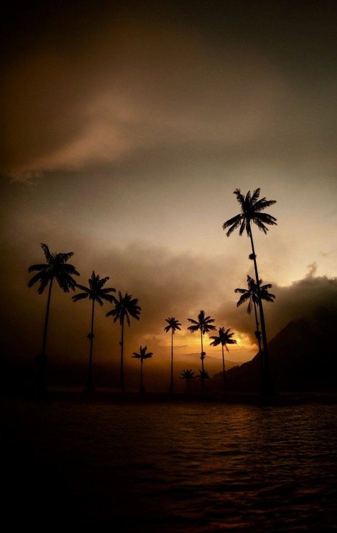 Palm Tree Silhouettes Sunset Ocean Shore Tropical Coastline