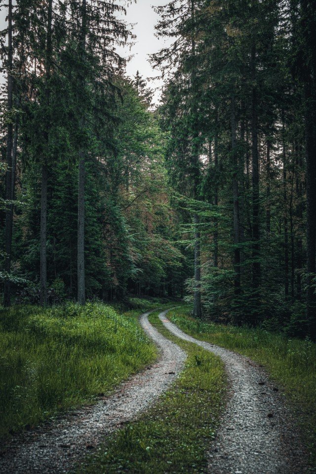 Gravel Forest Road Through Dense Pine Trees