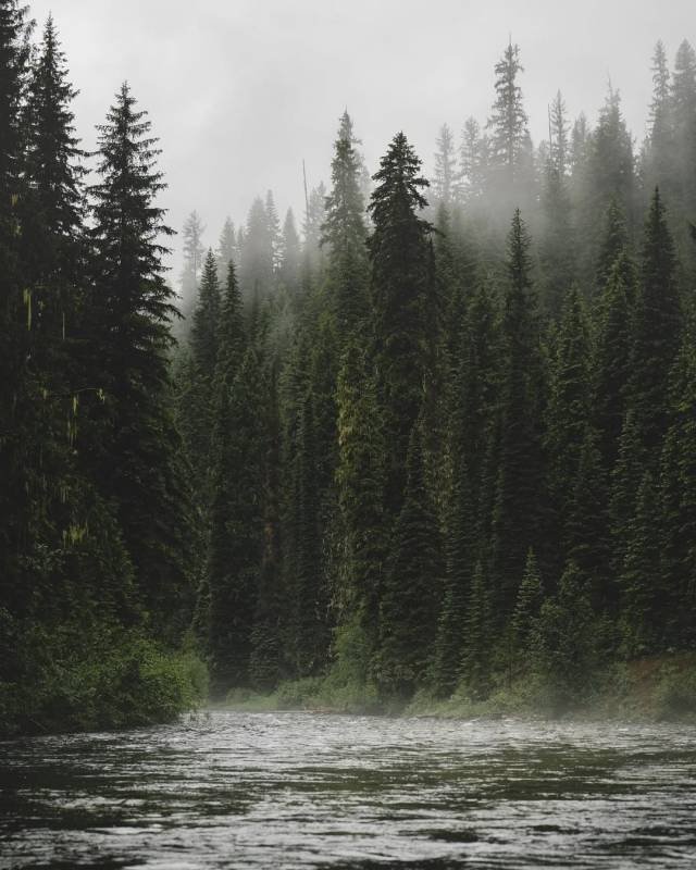 Misty Conifer Forest River Fog Morning Scene