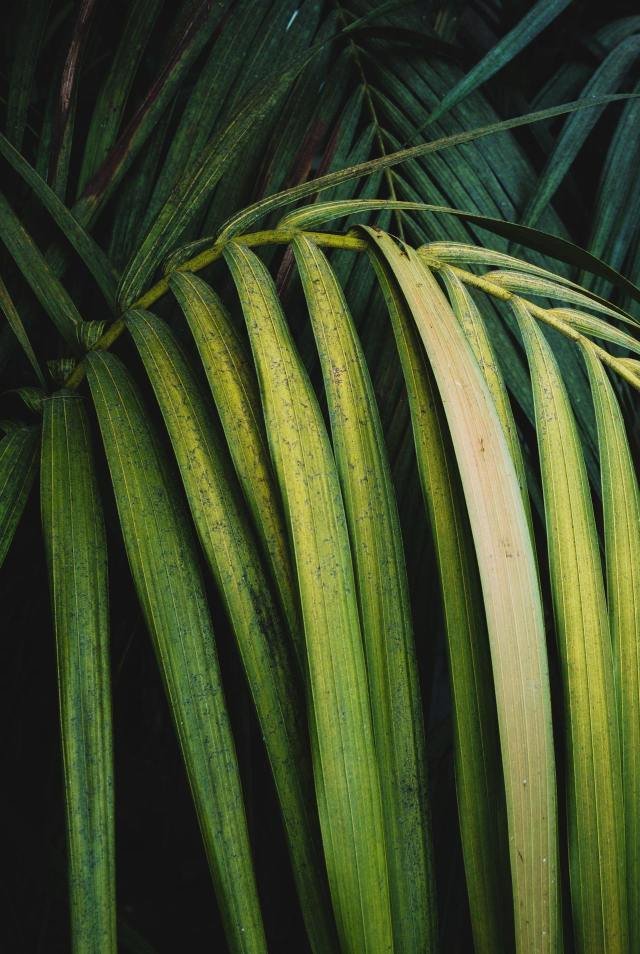 Green Palm Frond Leaves Tropical Foliage Close Up