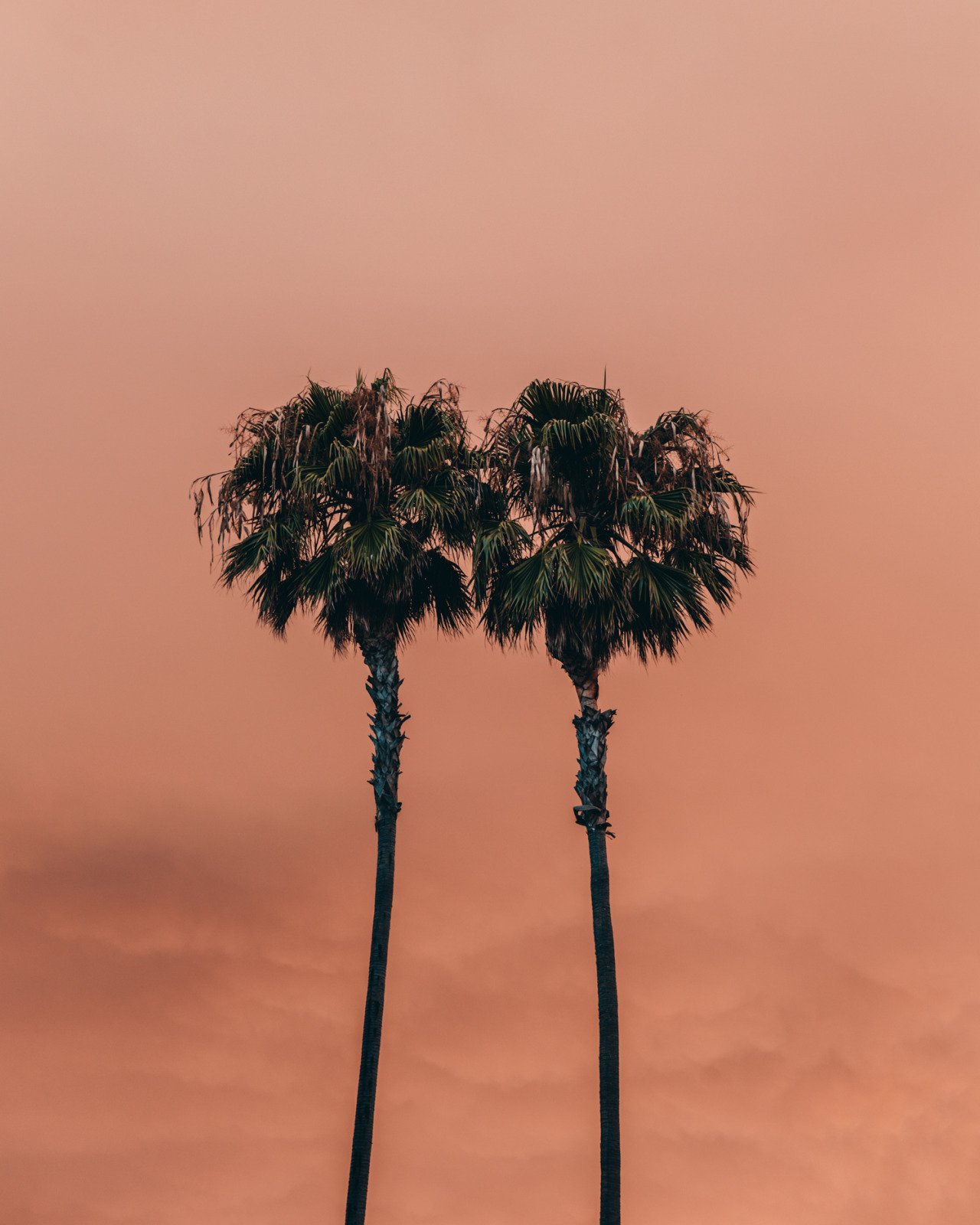 Two Palm Trees Against Pink Coral Sunset Sky