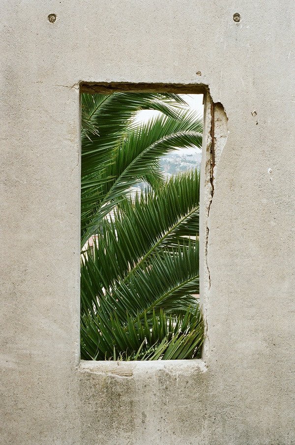Green Palm Fronds Through Concrete Wall Opening