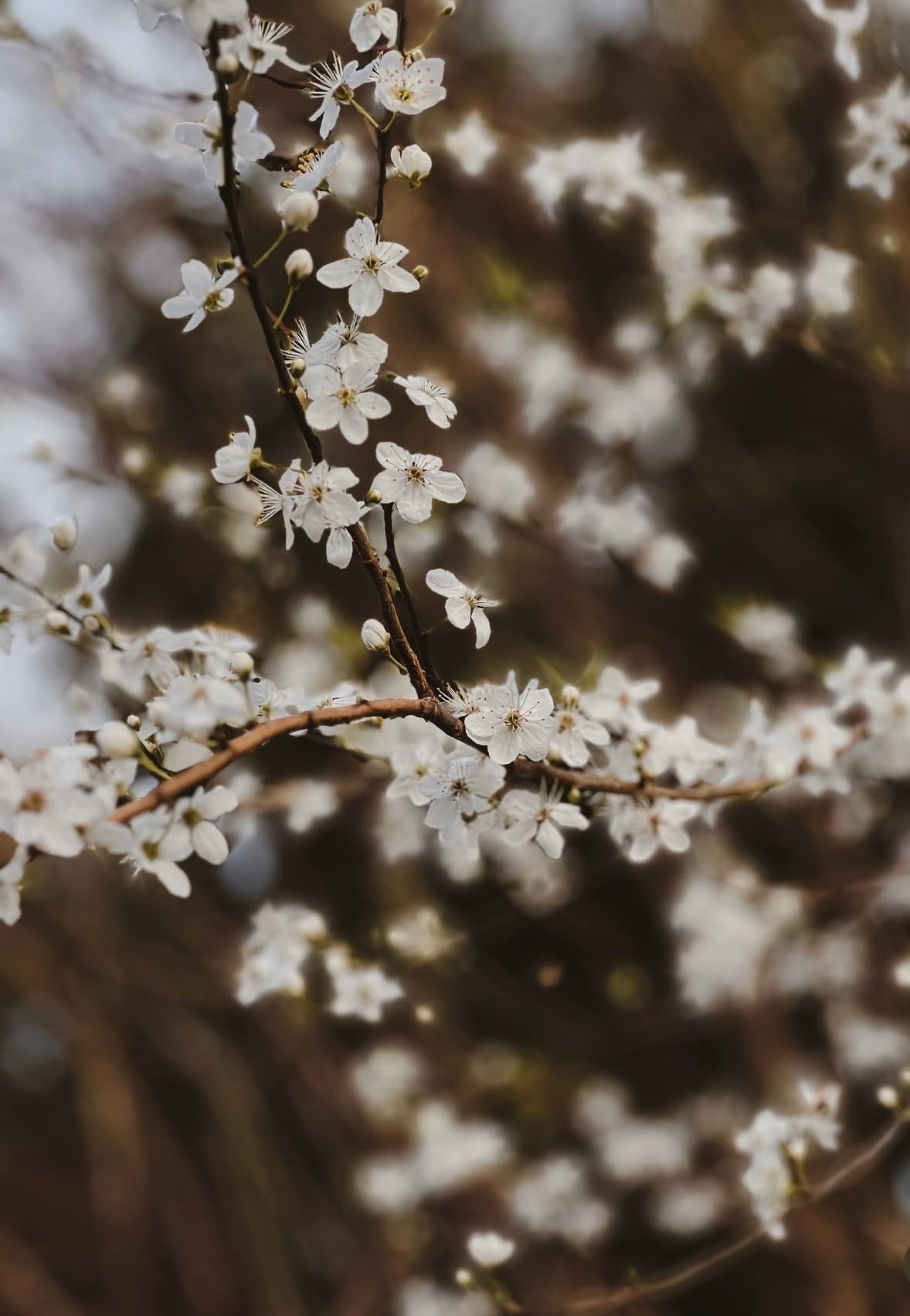 White Cherry Blossom Flowers Brown Branch Spring Bloom