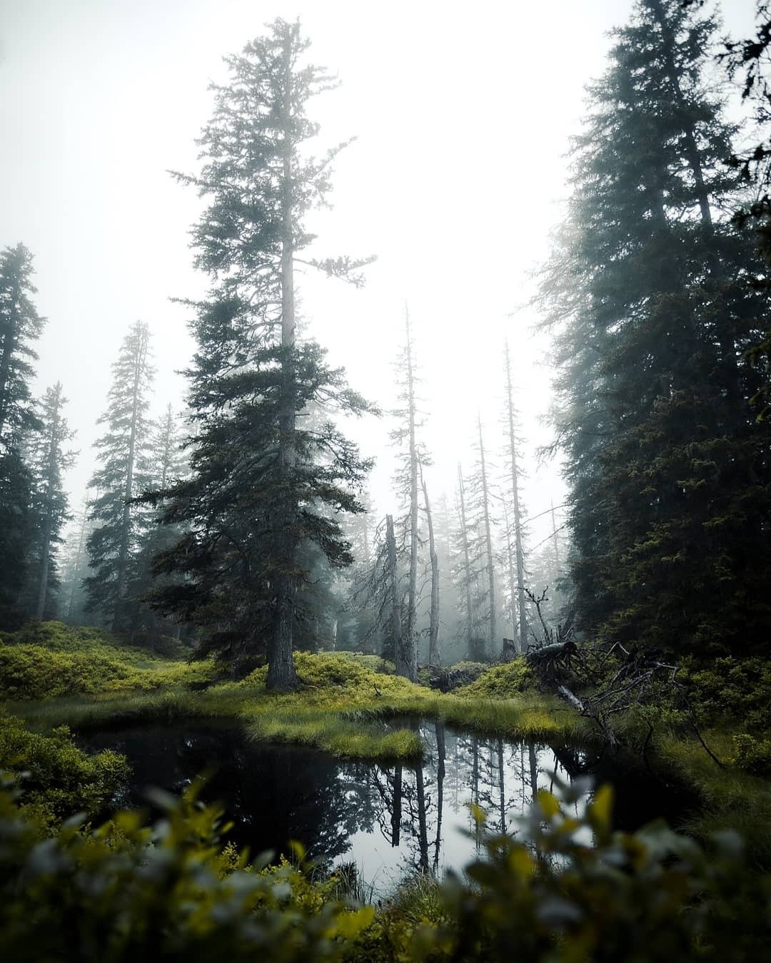 Misty Forest Pond With Evergreen Trees Moss Ground