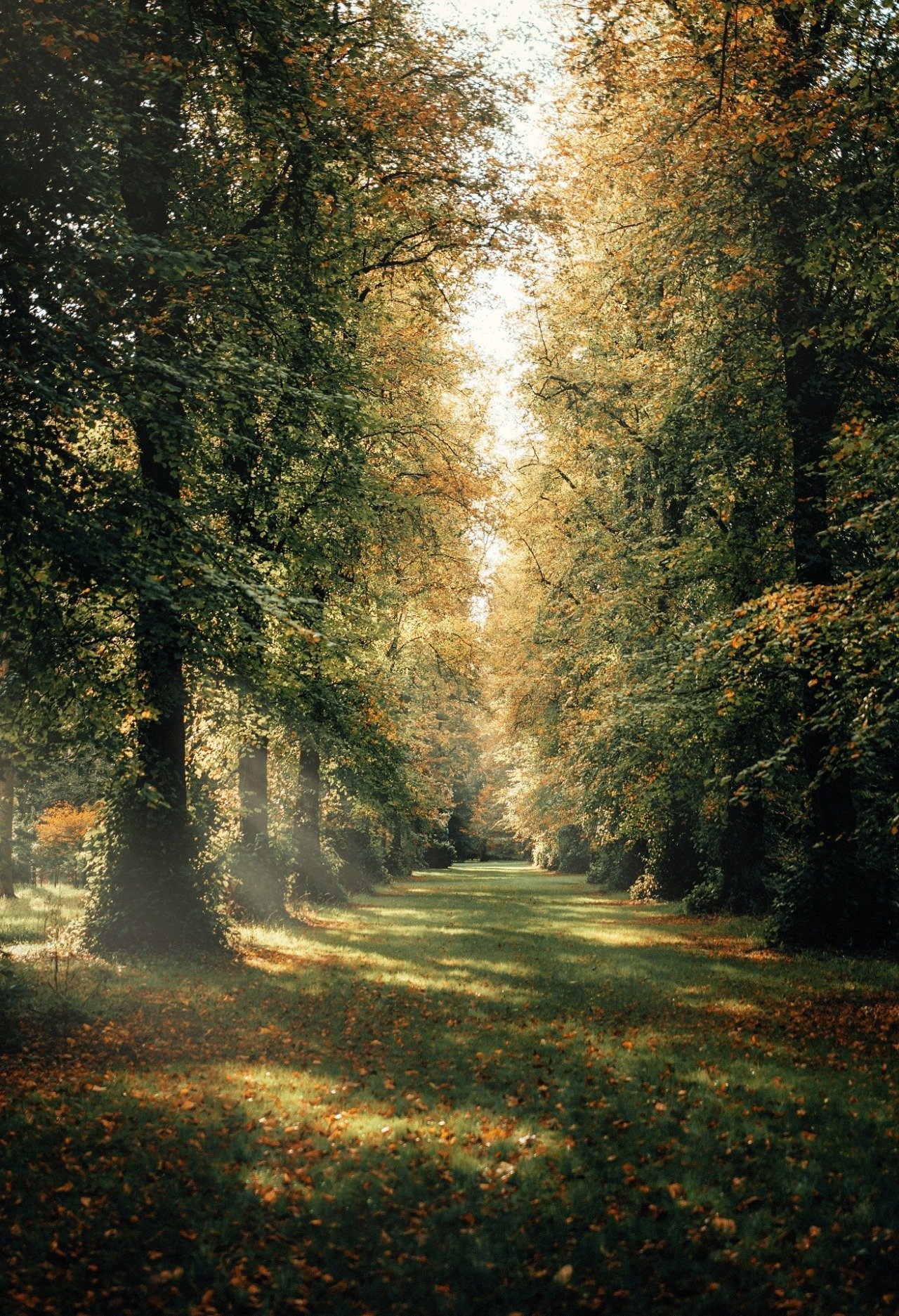 Tree Lined Path Autumn Foliage Golden Light Forest