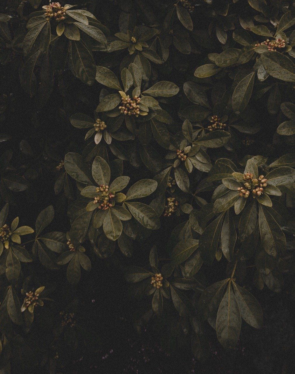 Dark Green Leaves With Brown Flower Buds Overhead View