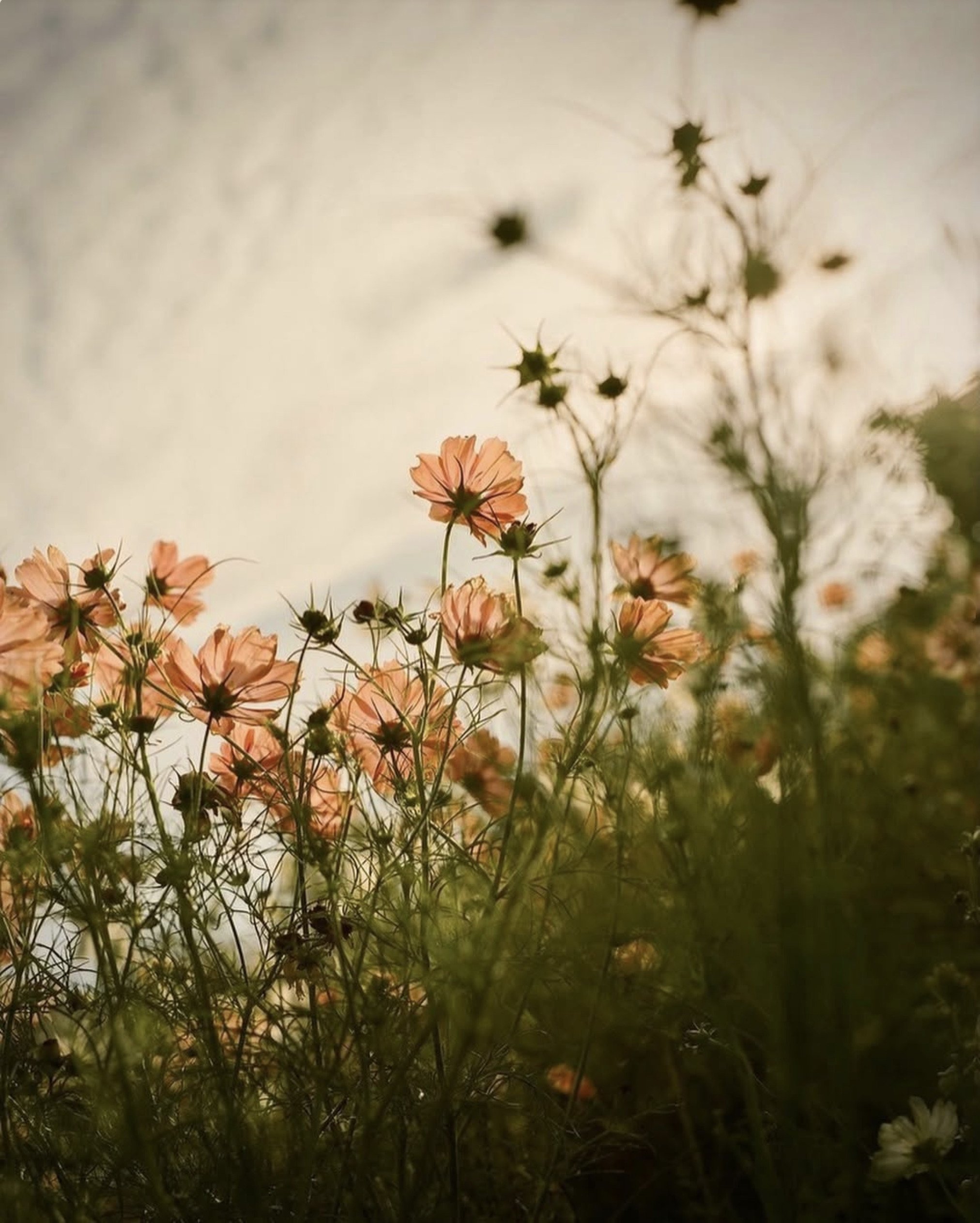 Peach Cosmos Flowers Green Stems Cloudy Sky Garden