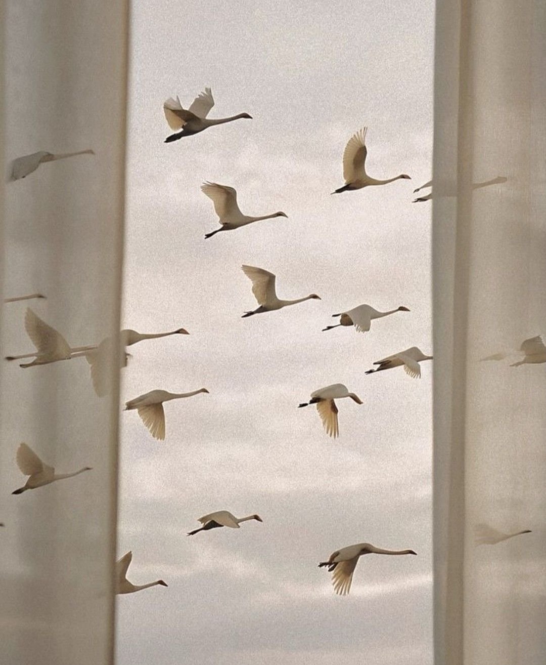 Flock Of White Swans Flying Through Overcast Sky Migration