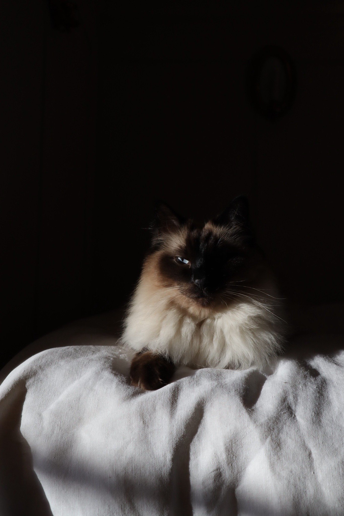 Himalayan Cat Sitting On Gray Blanket Black Background