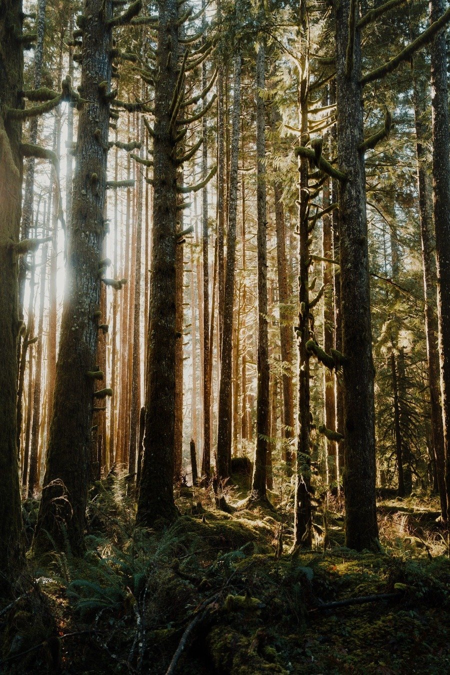 Sunlight Through Moss Covered Trees Dense Forest