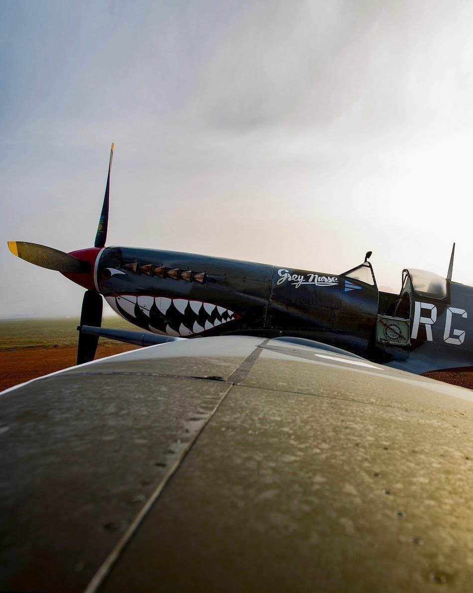 Grey Nurse P-40 Warhawk Fighter Plane Shark Mouth Nose Art Propeller