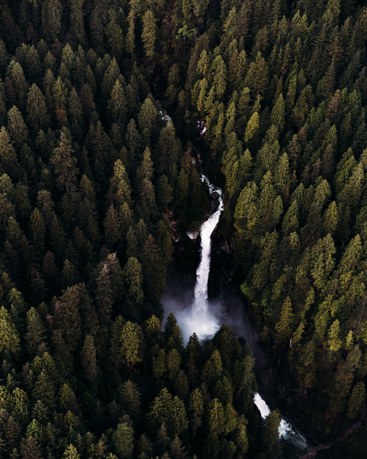Aerial Waterfall Through Dense Evergreen Forest Canopy