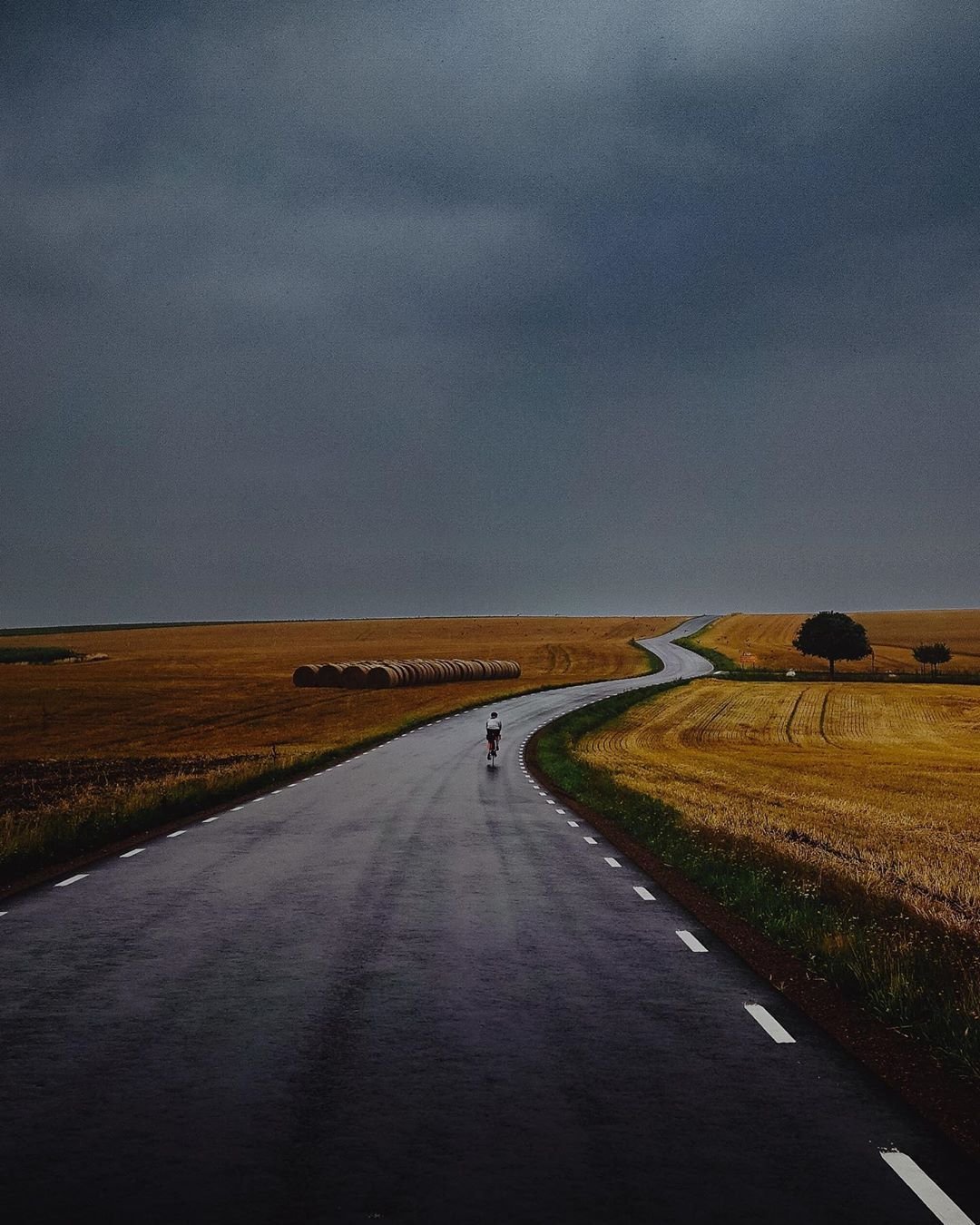Cyclist Riding Wet Road Through Golden Harvest Fields Dark Storm Sky