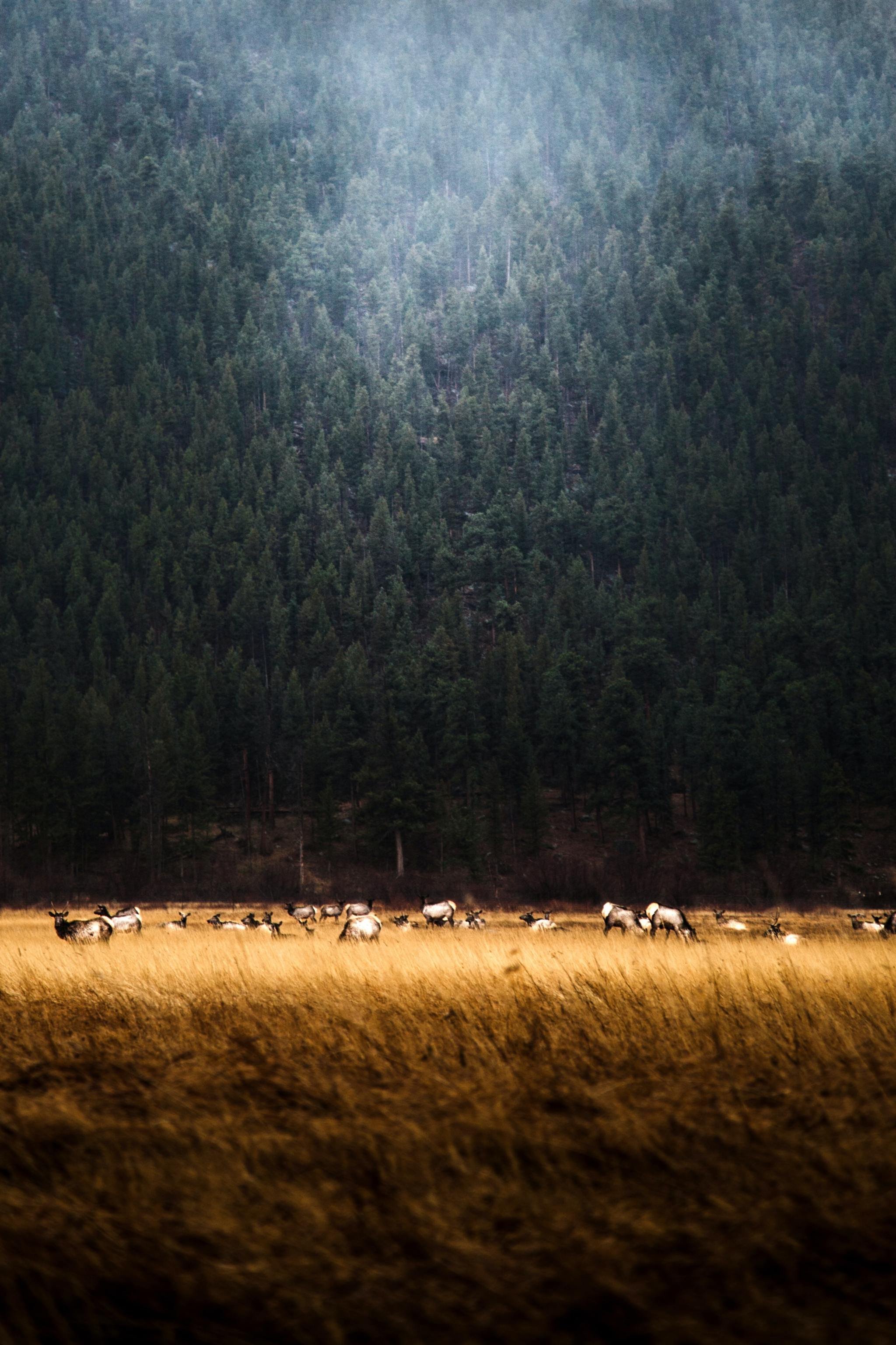 Elk Herd Grazing Golden Grassland Dense Forest Fog