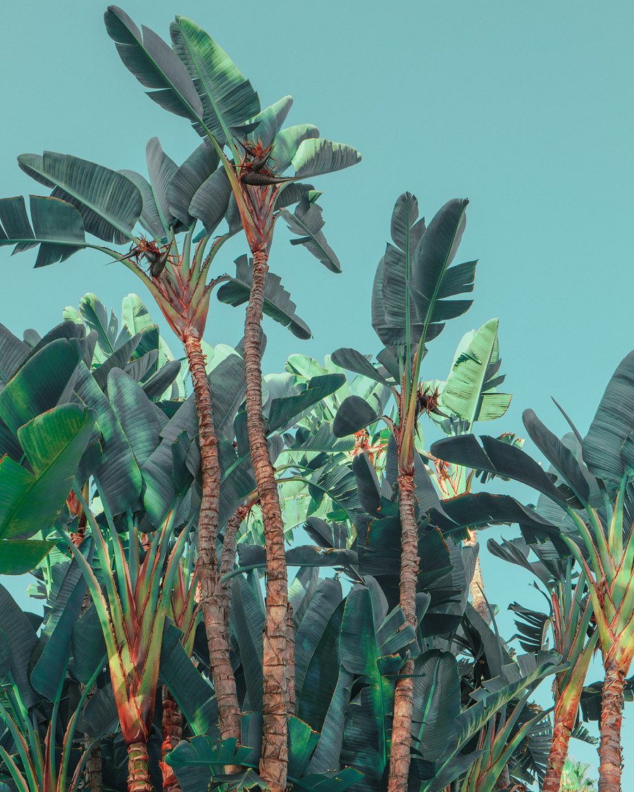 Tropical Banana Trees With Large Green Leaves Against Blue Sky
