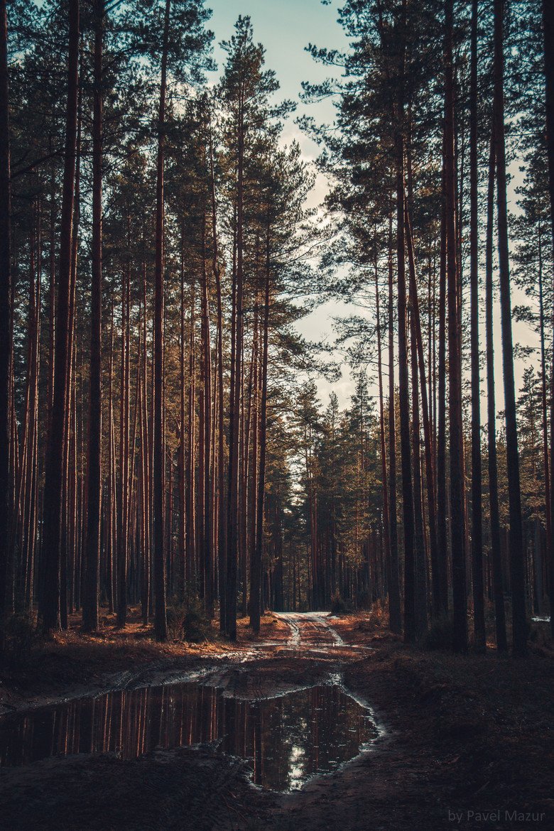 Tall Pine Trees Forest Path Water Puddle Reflection