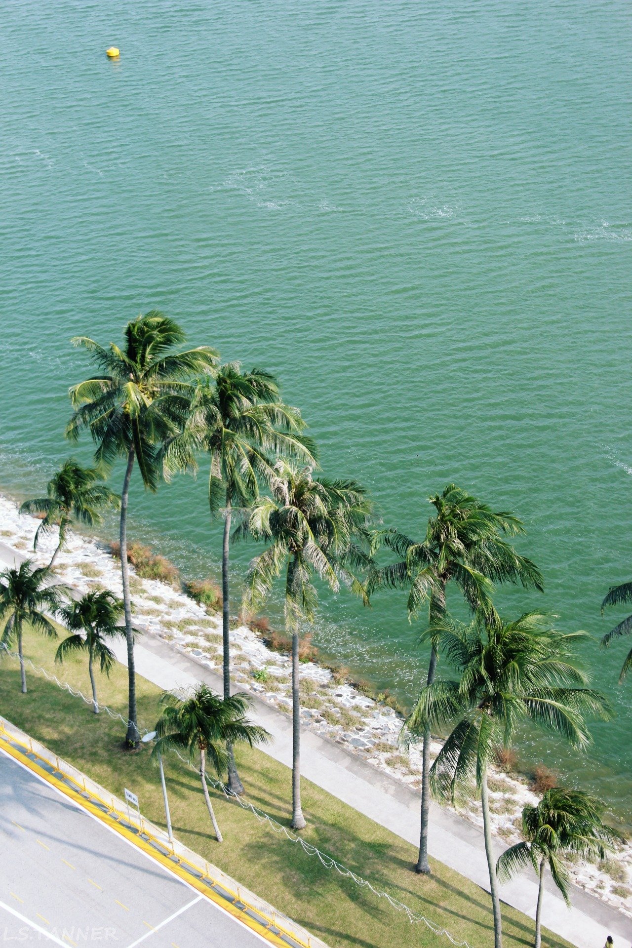 Palm Trees Along Turquoise Ocean Coastal Road Aerial View