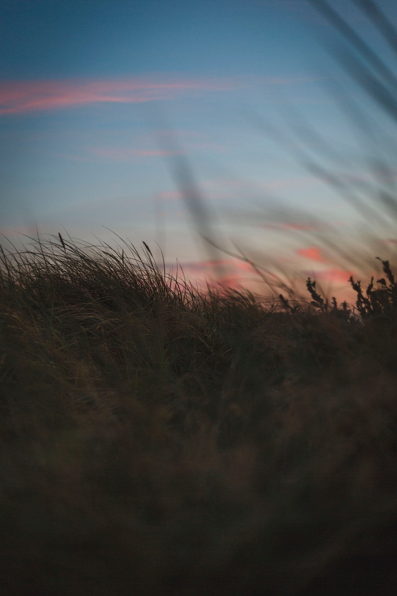 Coastal Dune Grass Silhouette Sunset Pink Sky
