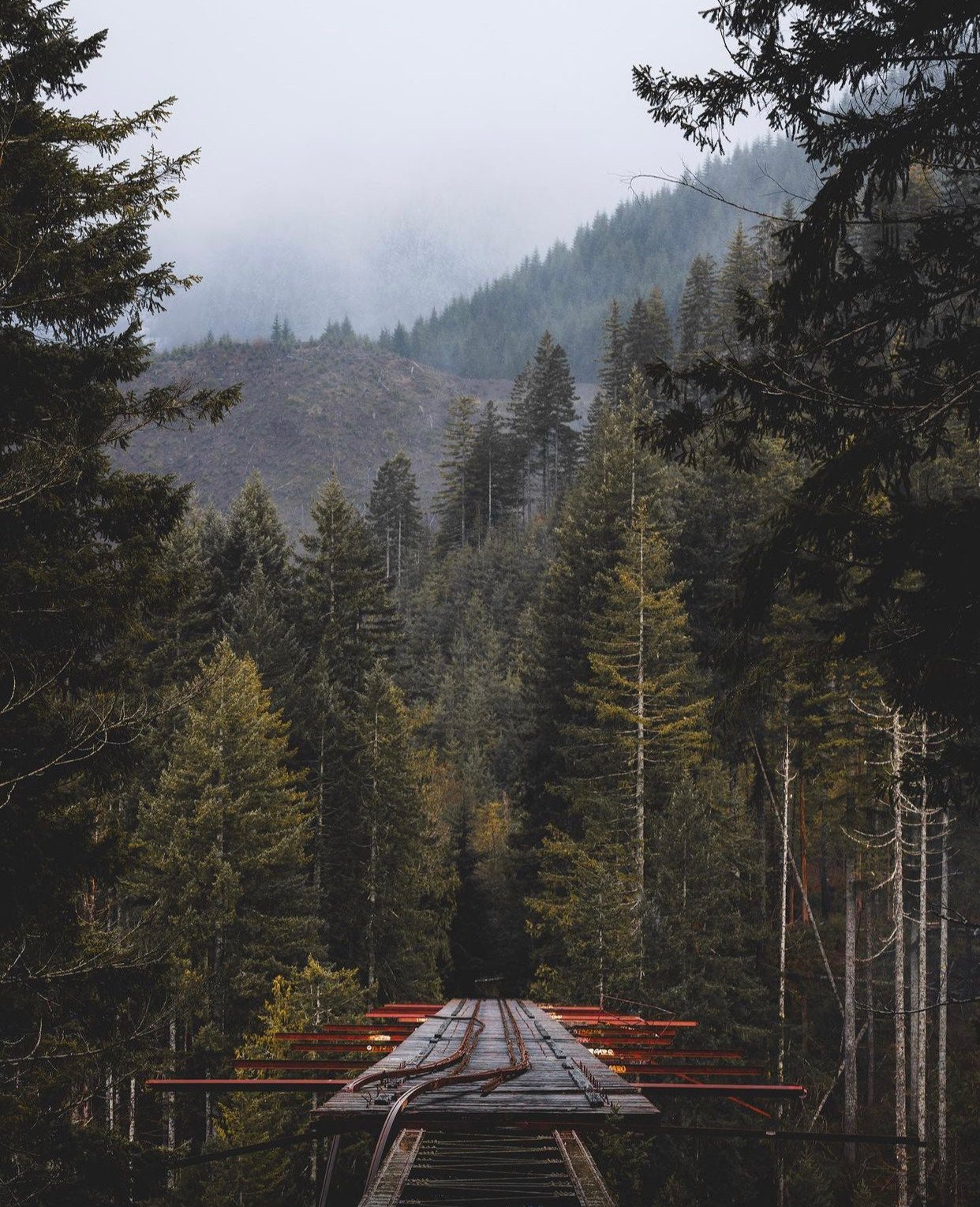 Wooden Railway Trestle Bridge Foggy Forest Mountain Pine Trees