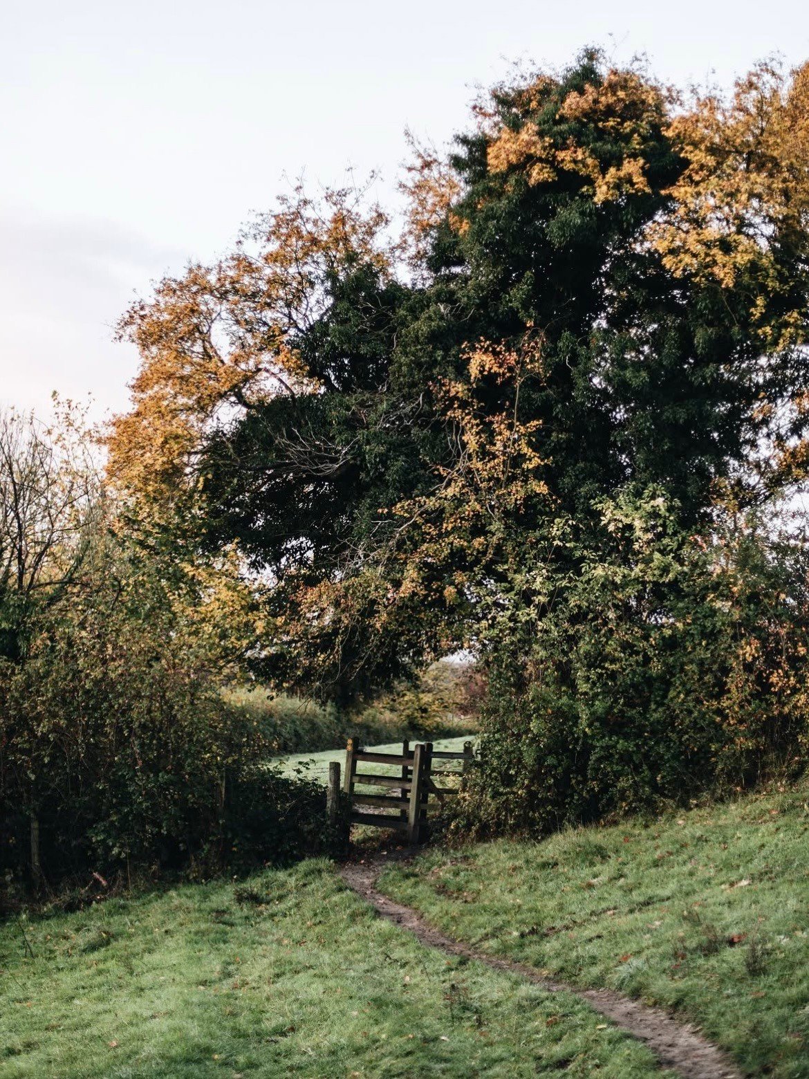 Wooden Gate Dirt Path Autumn Trees Country Field
