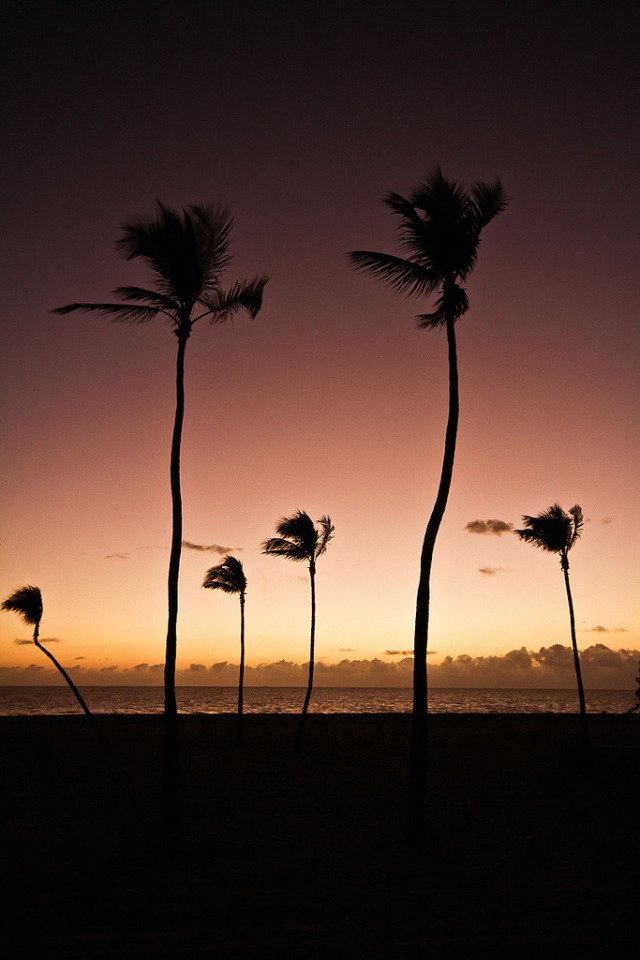 Palm Trees Silhouette Sunset Orange Sky Ocean Horizon