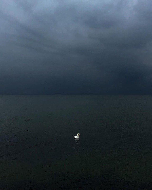 White Swan Swimming Dark Lake Storm Clouds