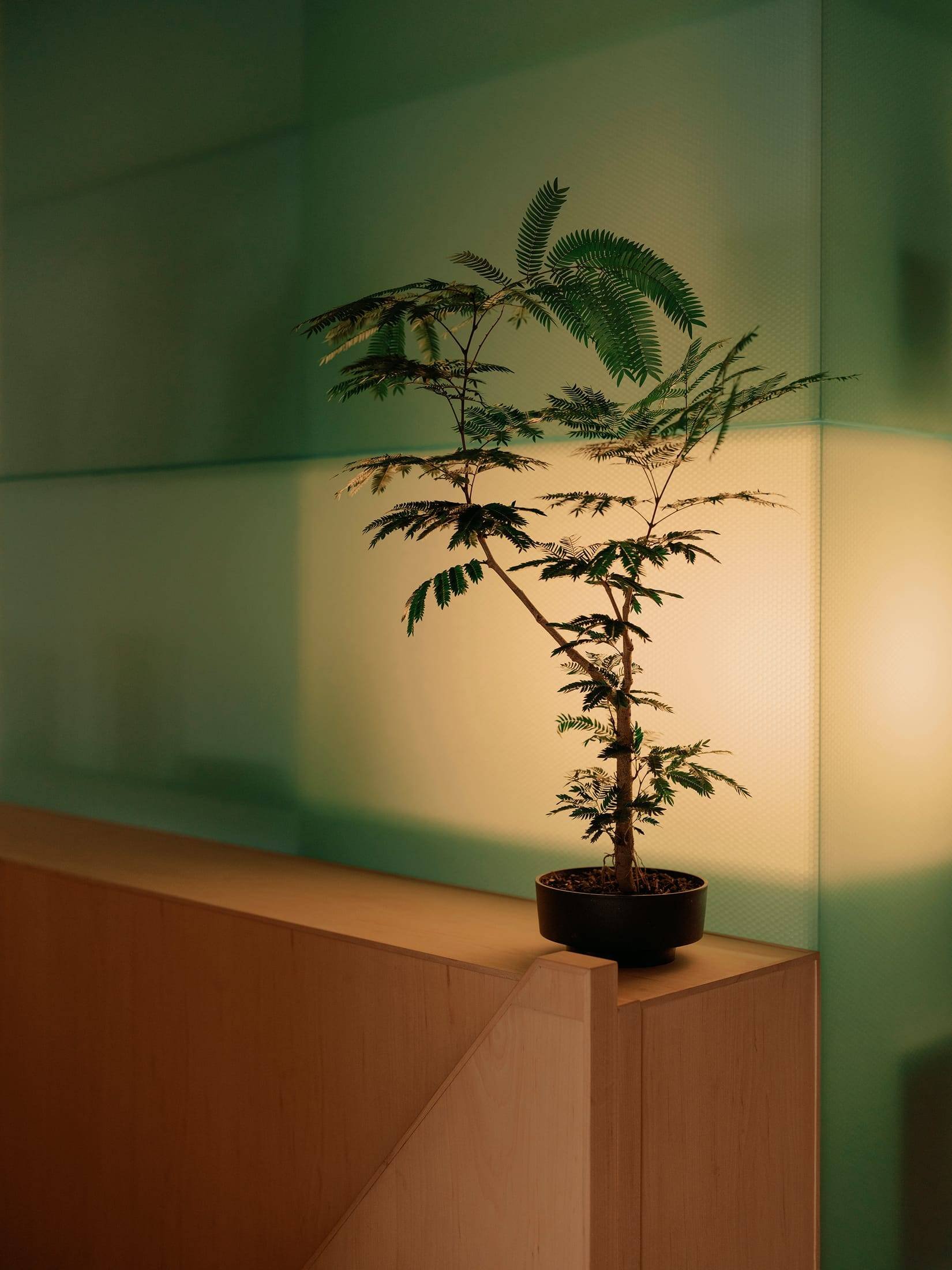 Fern Plant Black Pot Wood Shelf Green Wall