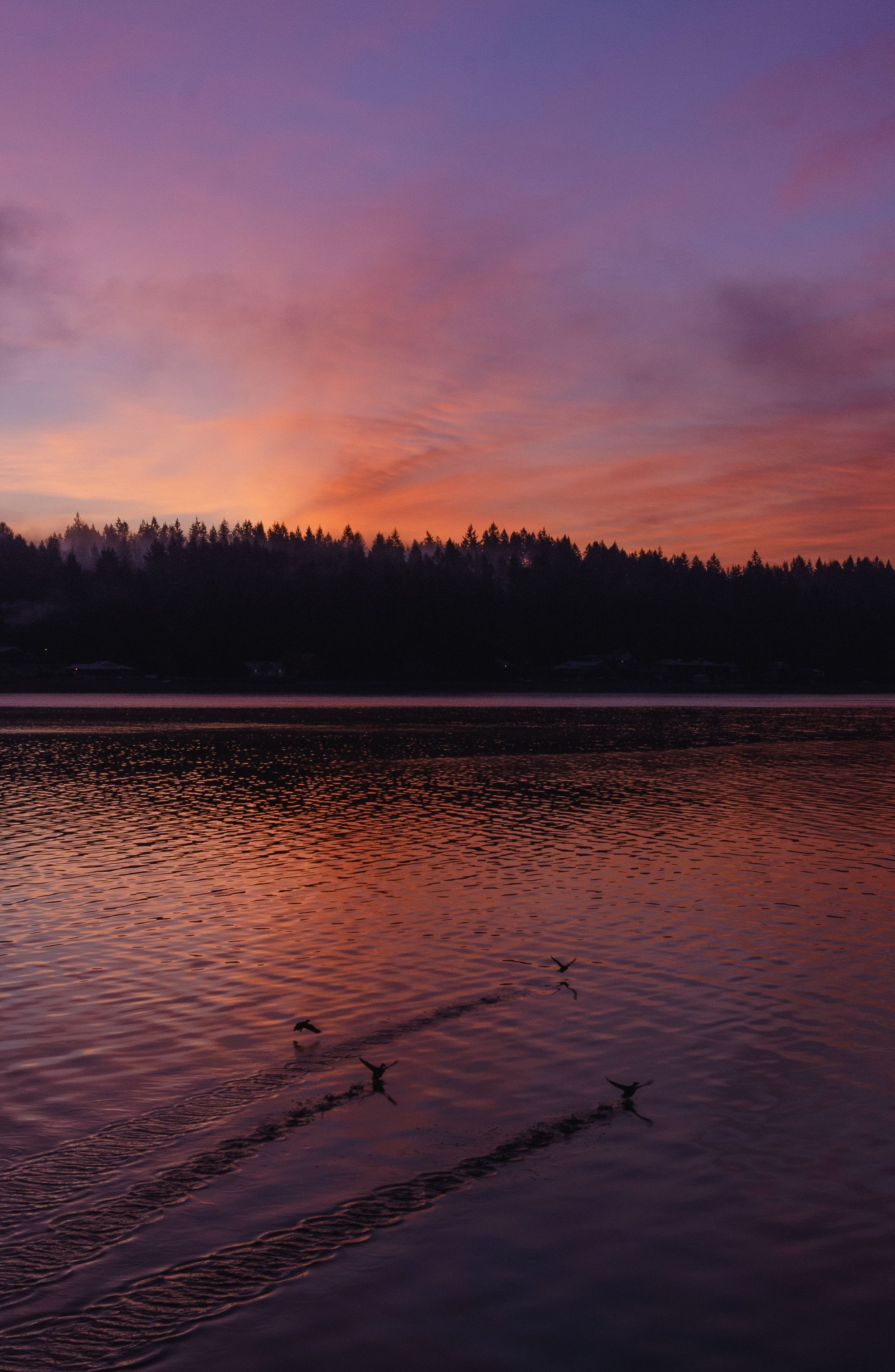 Purple Orange Sunset Sky Over Lake Forest Treeline Water