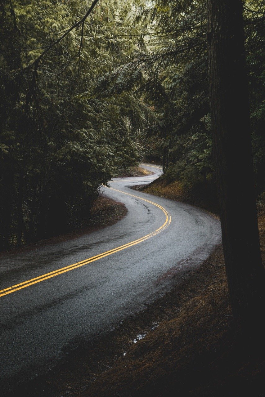 Winding Forest Road Yellow Double Line Evergreen Trees