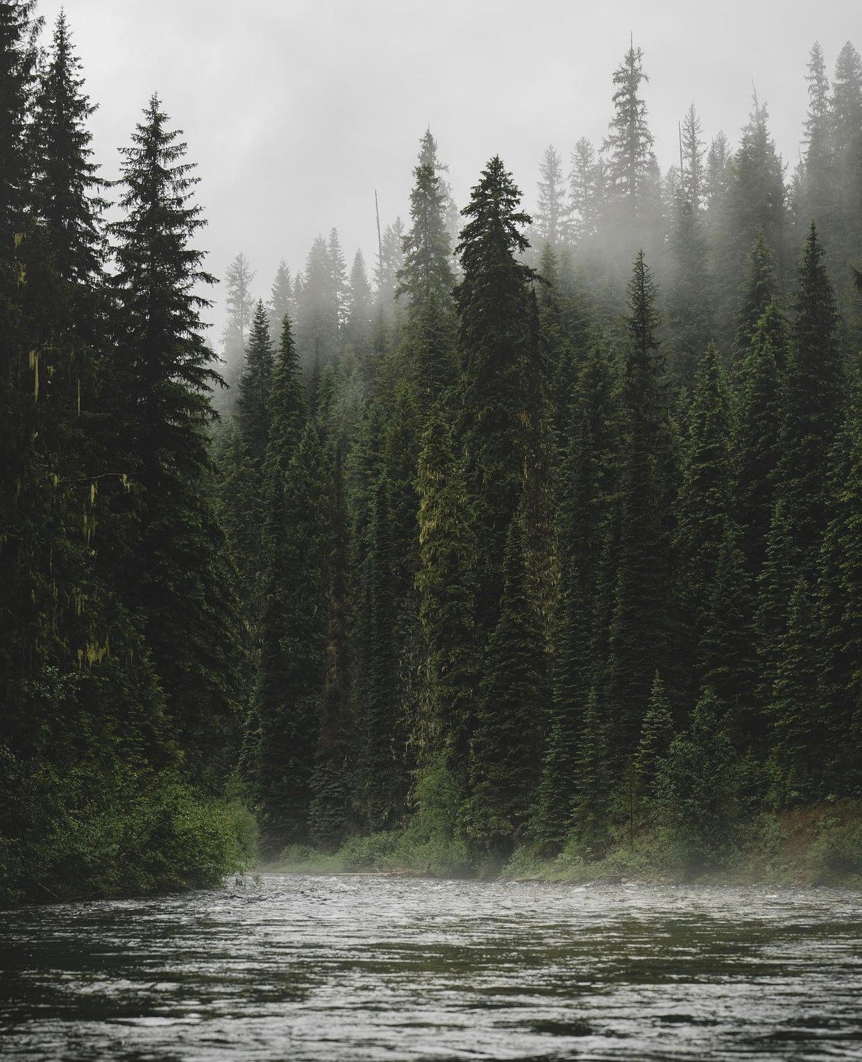 Misty Coniferous Forest River Fog Pine Trees