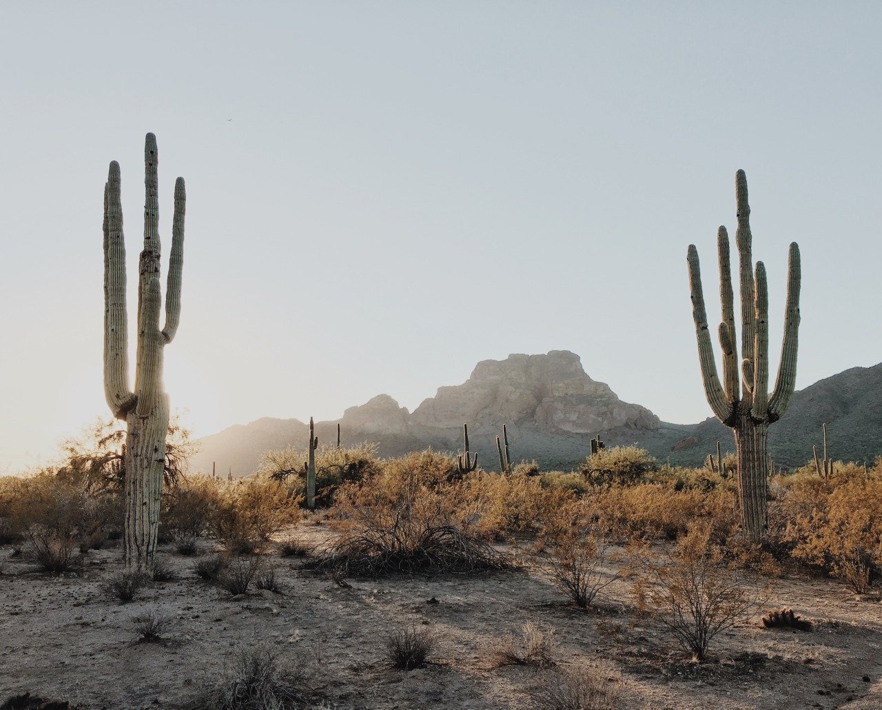 Saguaro Cactus Desert Landscape Mountain Sunset Arizona