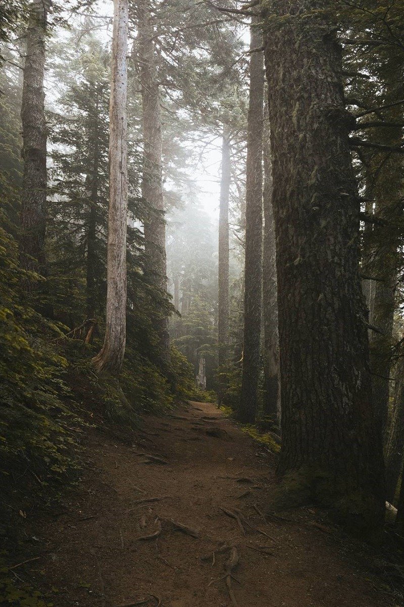 Foggy Forest Trail With Tall Pine Trees And Moss