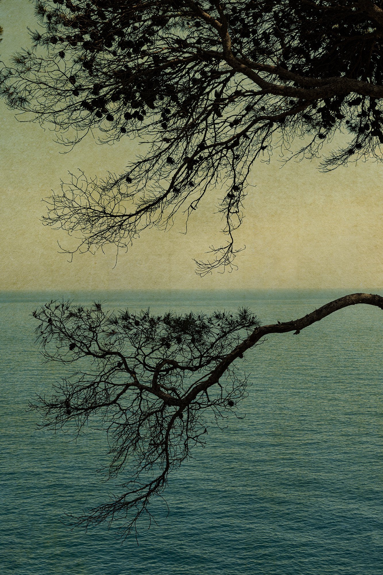 Pine Tree Branches Silhouette Over Turquoise Ocean Water
