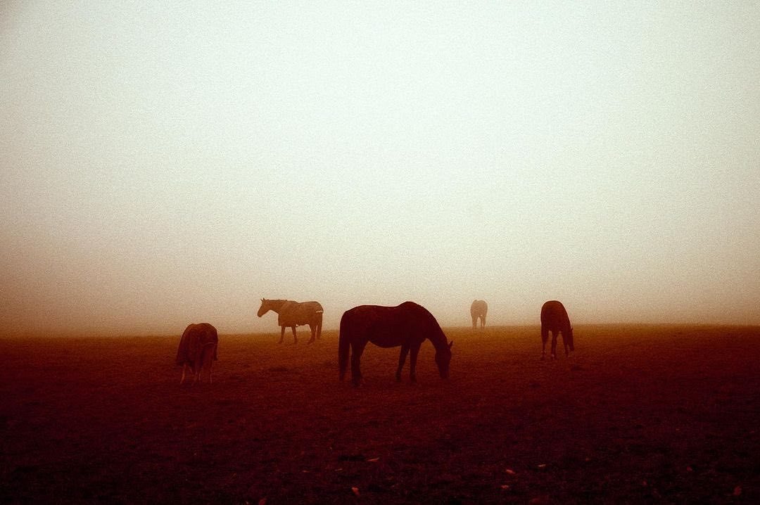 Horses Grazing Foggy Field Brown Orange Mist Silhouette