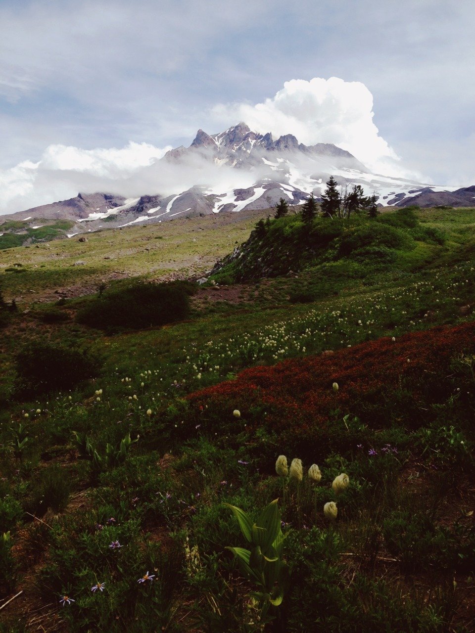 Snow Capped Mountain Peak Alpine Meadow Wildflowers Summer