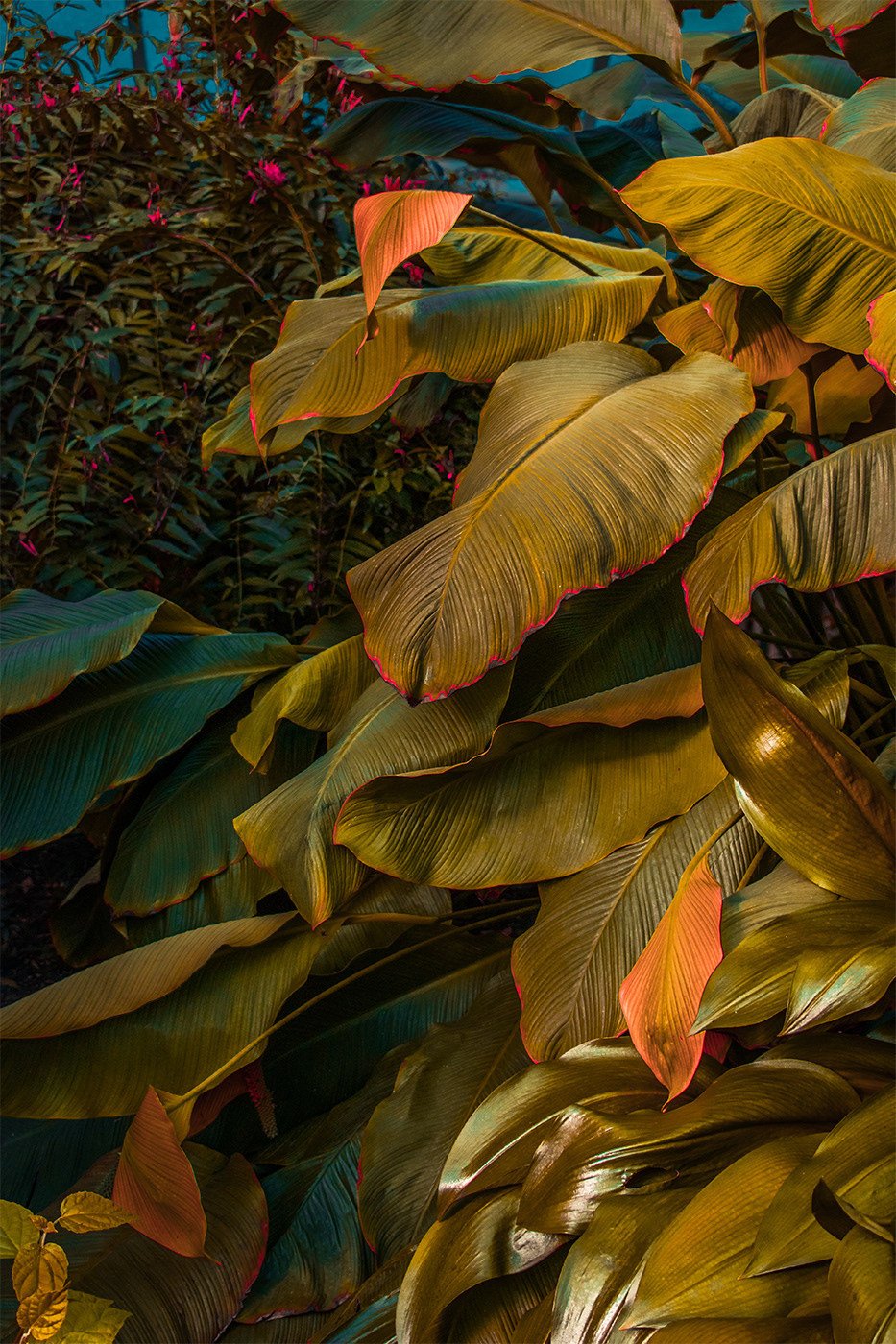 Golden Yellow Canna Leaves With Orange Pink Edges Tropical Garden