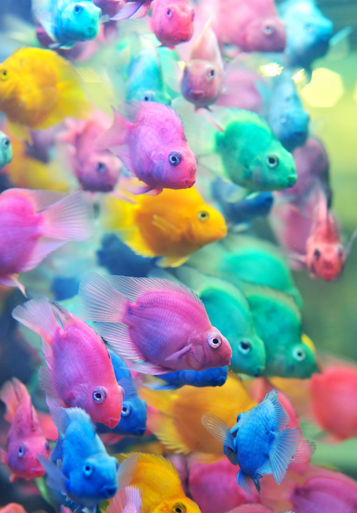 Vibrant Tropical Fish Home Aquarium