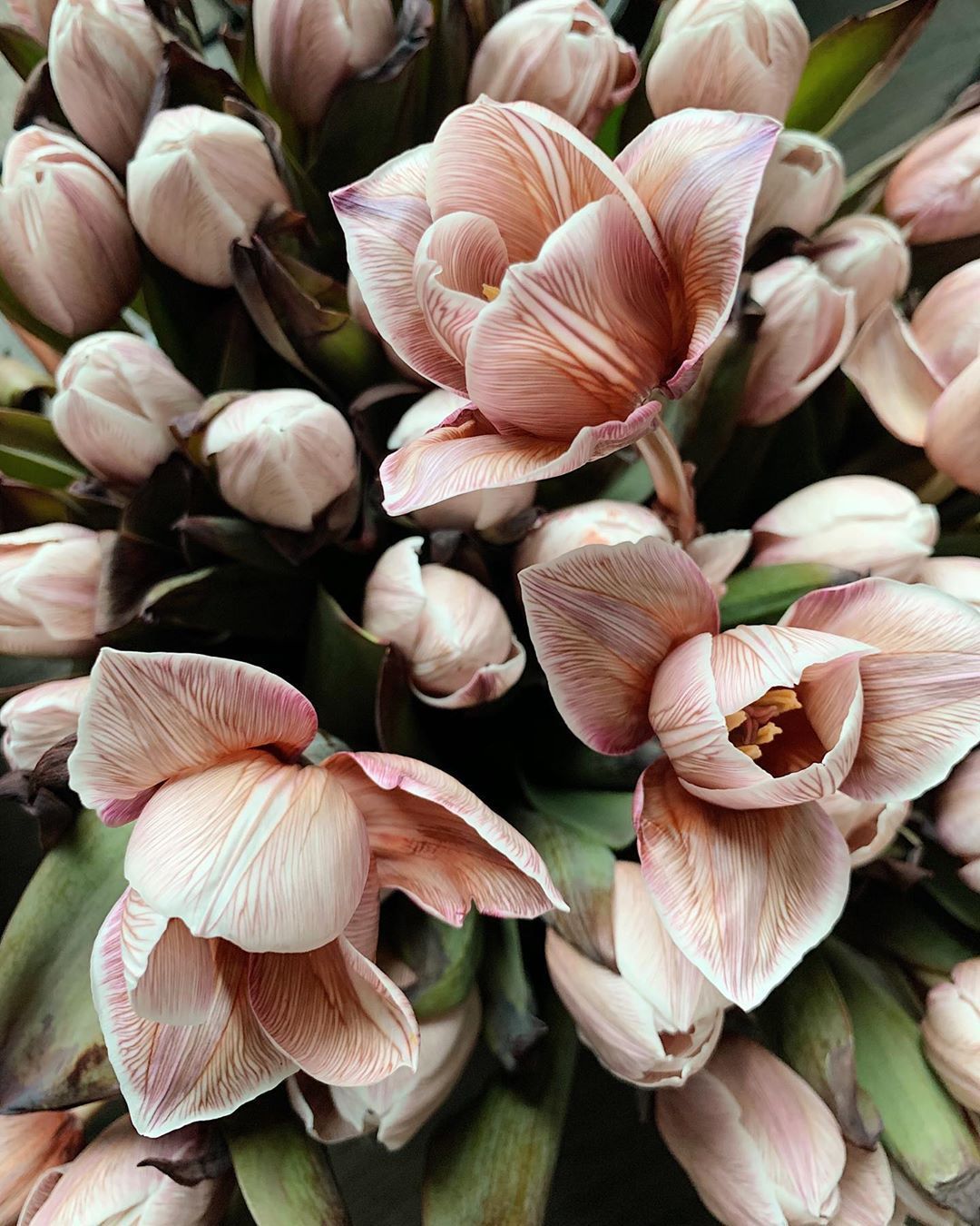 Pink Tulip Garden Landscape Photography
