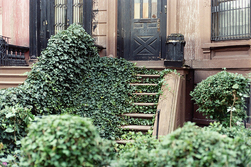 Weathered Brownstone Entrance Ivy-covered Stairs