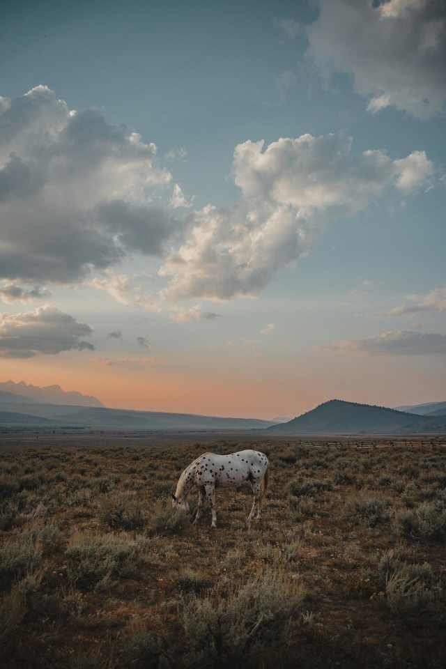 White Spotted Horse Grazing Desert Landscape Mountain Clouds